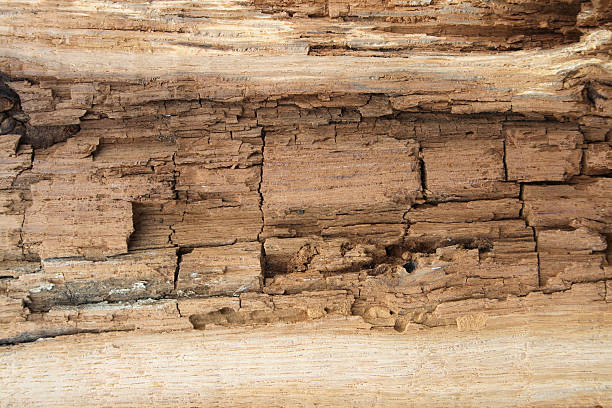 Muito velho textura de madeira. - foto de acervo