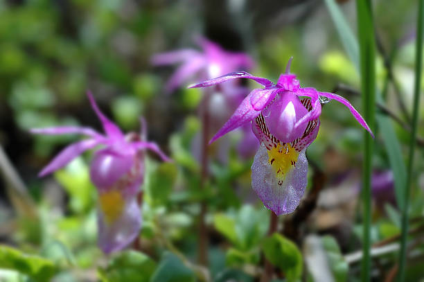 istock Calypso Orchid in the Rockies 172635280