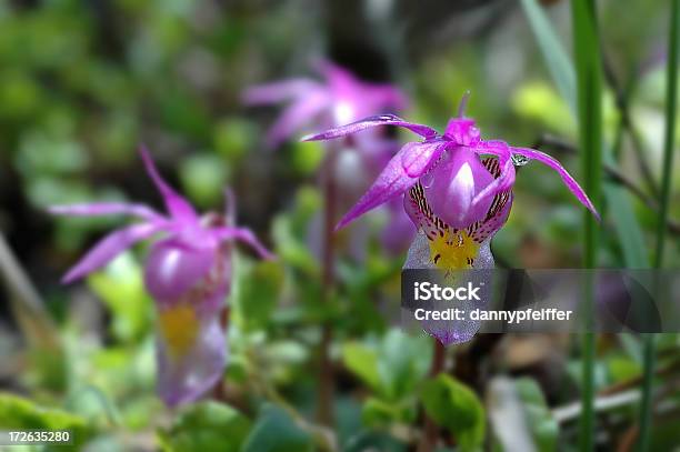 Calypso Orchid W Góry Skaliste - zdjęcia stockowe i więcej obrazów Bez ludzi - Bez ludzi, Calypso, Dziki kwiat