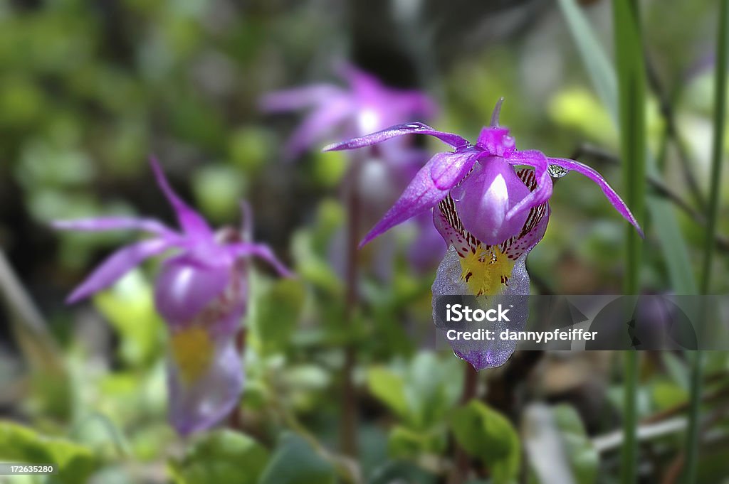 Калипсо орхидея на Скалистые горы - Стоковые фото Без людей роялти-фри