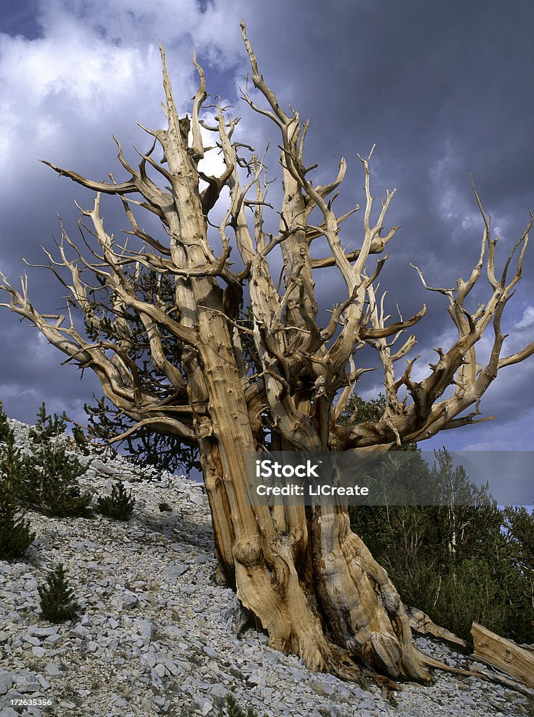 古代イガゴヨウマツツリー - アメリカ西部のロイヤリティフリーストックフォト