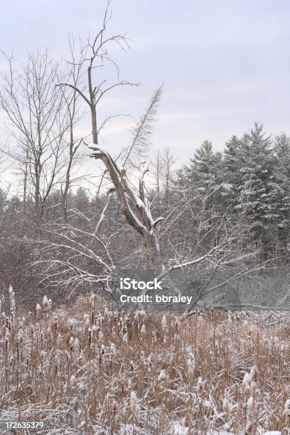 Paisagem De Inverno - Fotografias de stock e mais imagens de Ao Ar Livre - Ao Ar Livre, Condado de Middlesex, Céu