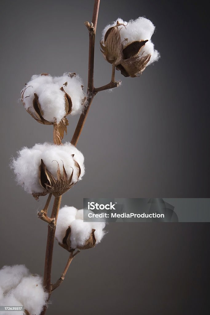 Sementes de algodão Vagem - Royalty-free Planta do algodão Foto de stock