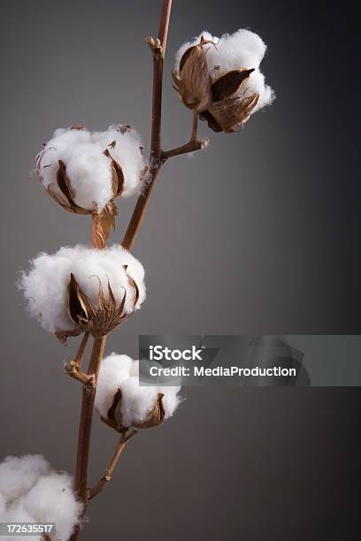 Sementes De Algodão Vagem - Fotografias de stock e mais imagens de Planta do algodão - Planta do algodão, Algodão, Bola de Algodão