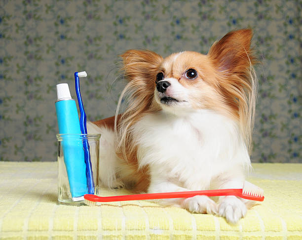 istock Dog Dental Care Time 172635566