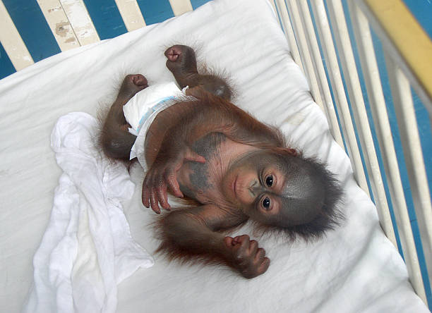 Orangutans (or orangutans, another name is mawas) are a type of large apes with long arms and reddish or brown fur, which live in tropical forests of Indonesia and Malaysia, especially on the islands of Borneo and Sumatra.\nThe term \