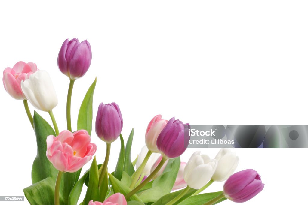 Tulipanes (XL - Foto de stock de Blanco - Color libre de derechos