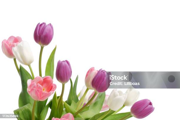 Tulipani Xl - Fotografie stock e altre immagini di Bianco - Bianco, Bouquet, Composizione orizzontale