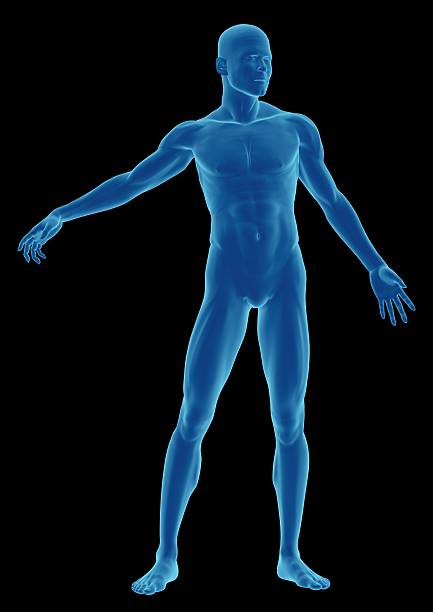istock Human body of a man, standing 172635769