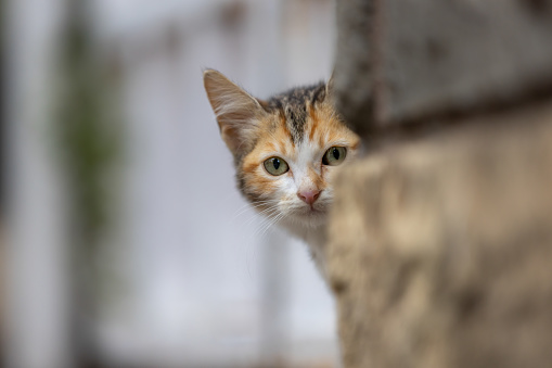 Little stray kitten is standing on the street.\nIstanbul - Turkey.