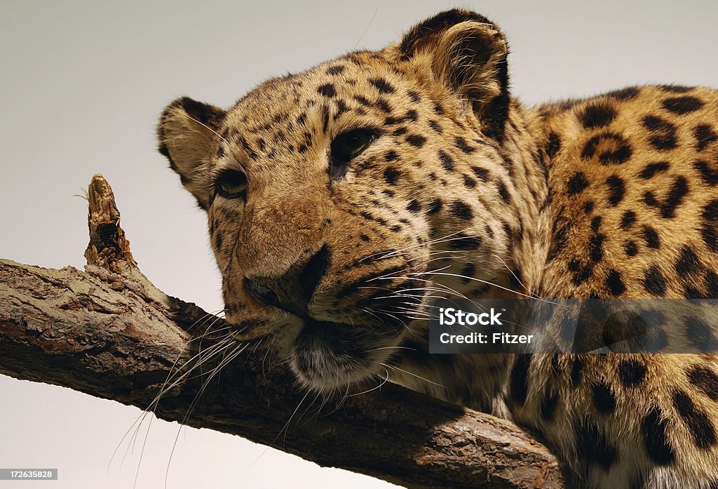 Leopardo relaxante - Foto de stock de Leopardo africano royalty-free