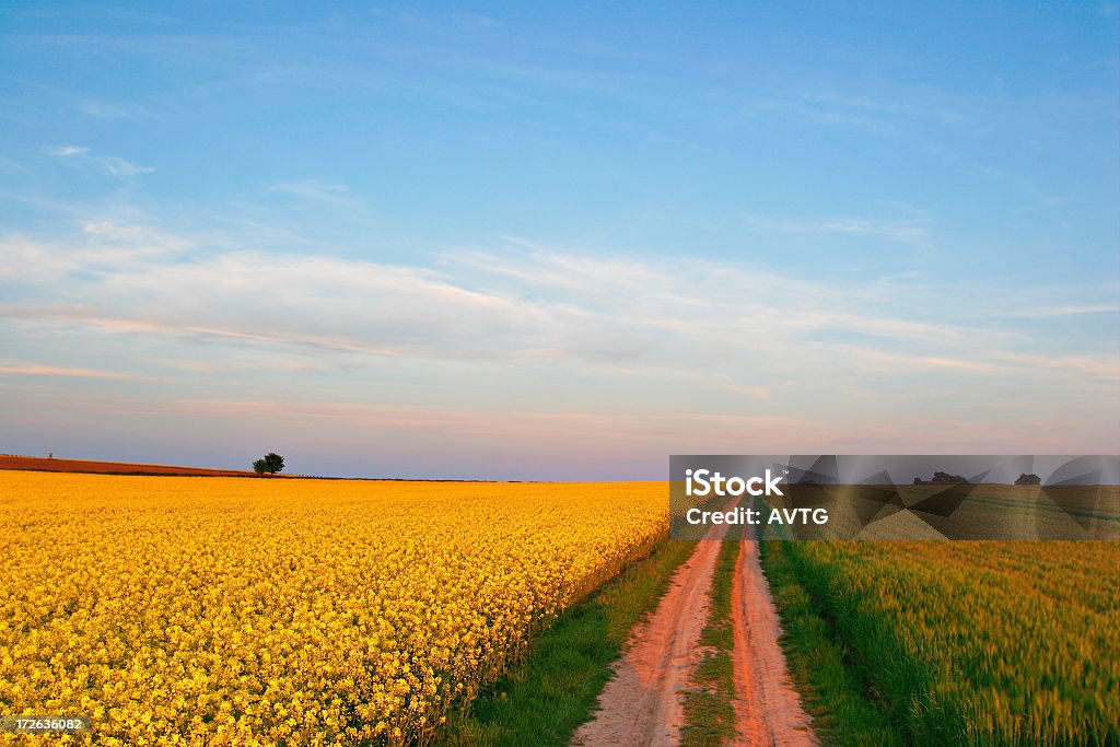 Golden Field - Photo de Agriculture libre de droits