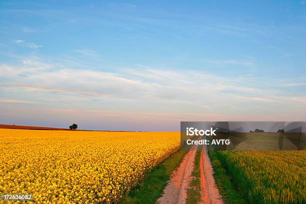 Golden Pola - zdjęcia stockowe i więcej obrazów Bez ludzi - Bez ludzi, Canola, Dramatyczne niebo