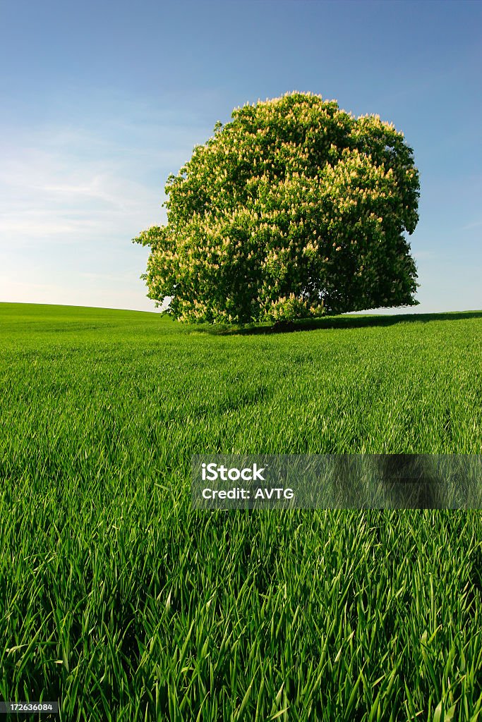 Castaña-Blossoming tree - Foto de stock de Agricultura libre de derechos