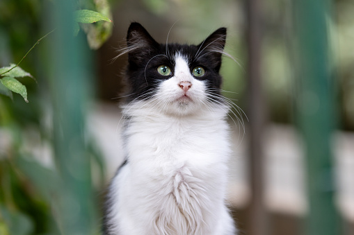 Black-white stray cat is looking at the camera.