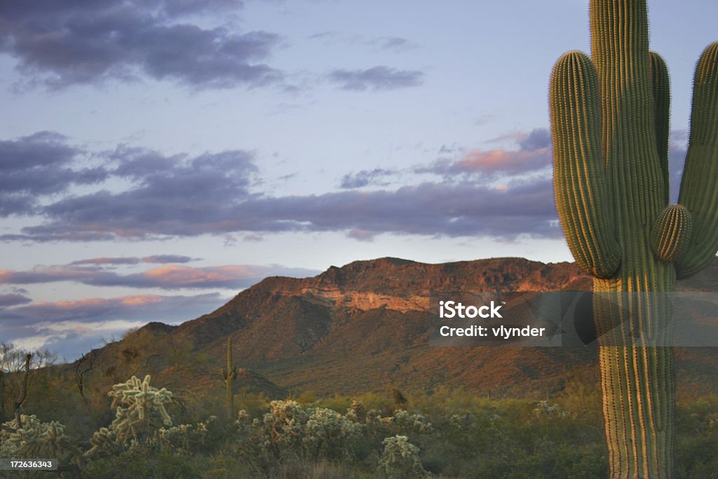 Desert at dusk "The Sonoran desert at sunset. The cactus to the right is in focus, the desert and scarface mountain behind it wonderfully lit by the setting sun. Sky, as always, is 100% nature, no photoshop work at all to add color or clouds." Sonora State Stock Photo