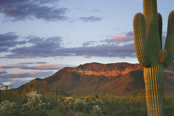 пустыня в сумерки - arizona phoenix desert tucson стоковые фото и изображения