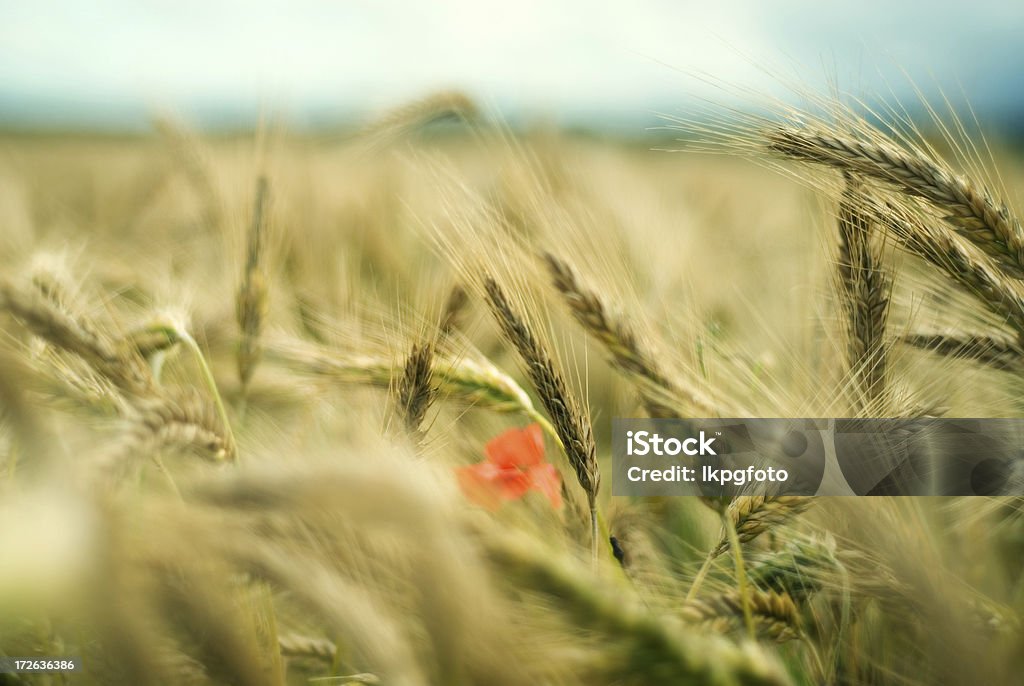 Mohn im Feld - Lizenzfrei Cross-Entwicklung Stock-Foto