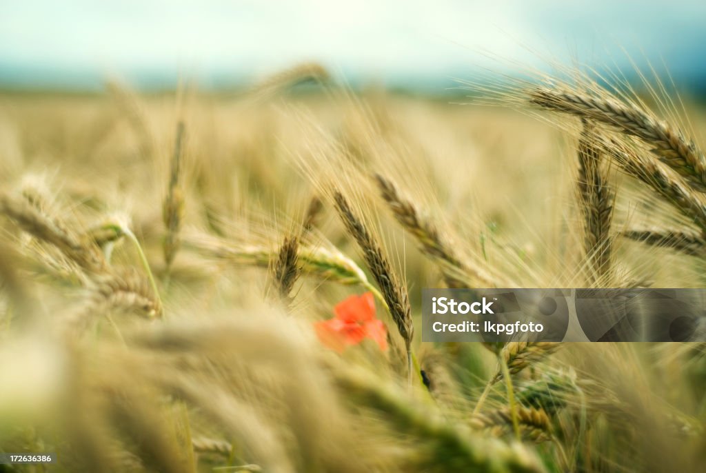 Fleur de pavot dans le champ - Photo de Champ libre de droits