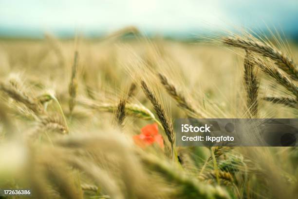 Photo libre de droit de Fleur De Pavot Dans Le Champ banque d'images et plus d'images libres de droit de Champ - Champ, Céréale, Fleur de pavot - Plante