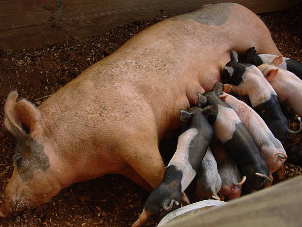 Nursing piglets stock photo