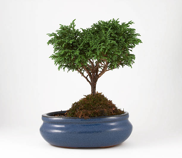 Bonsai Tree Bonsai Tree juniperus procumbens stock pictures, royalty-free photos & images