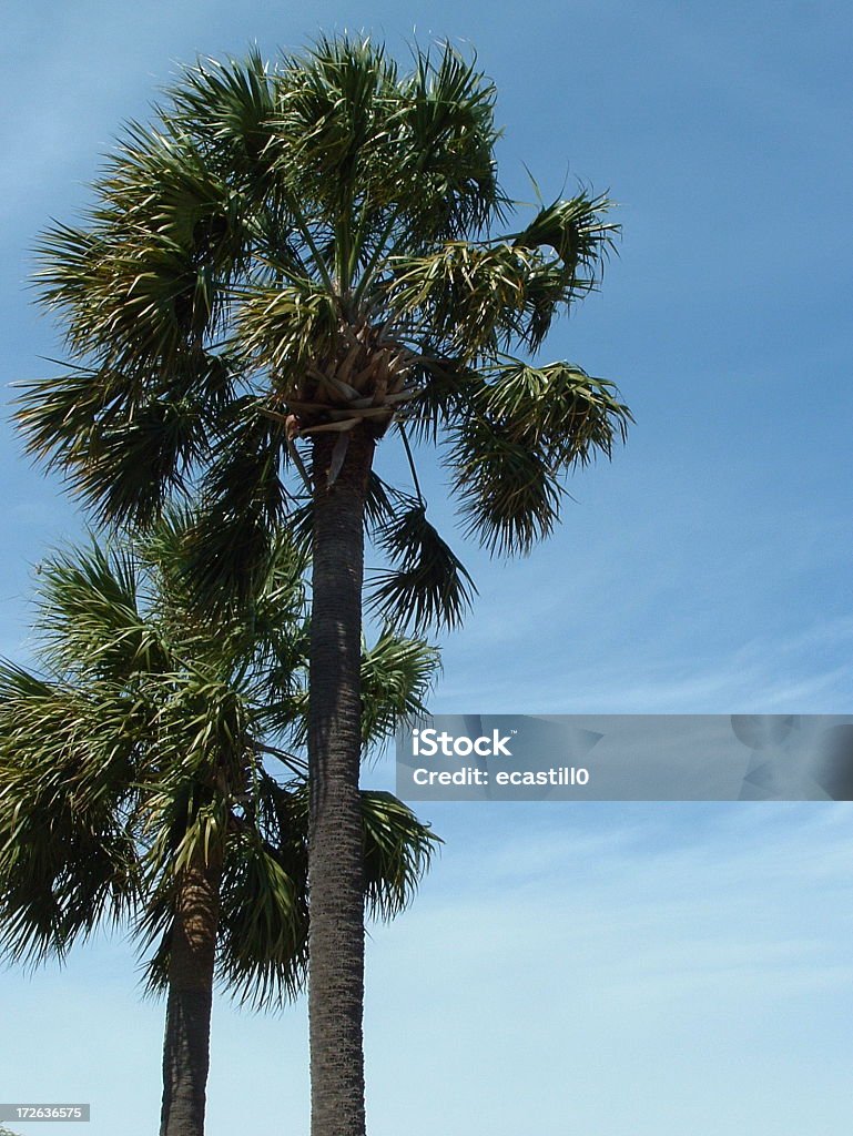 Palme nane - Foto stock royalty-free di Palmetto