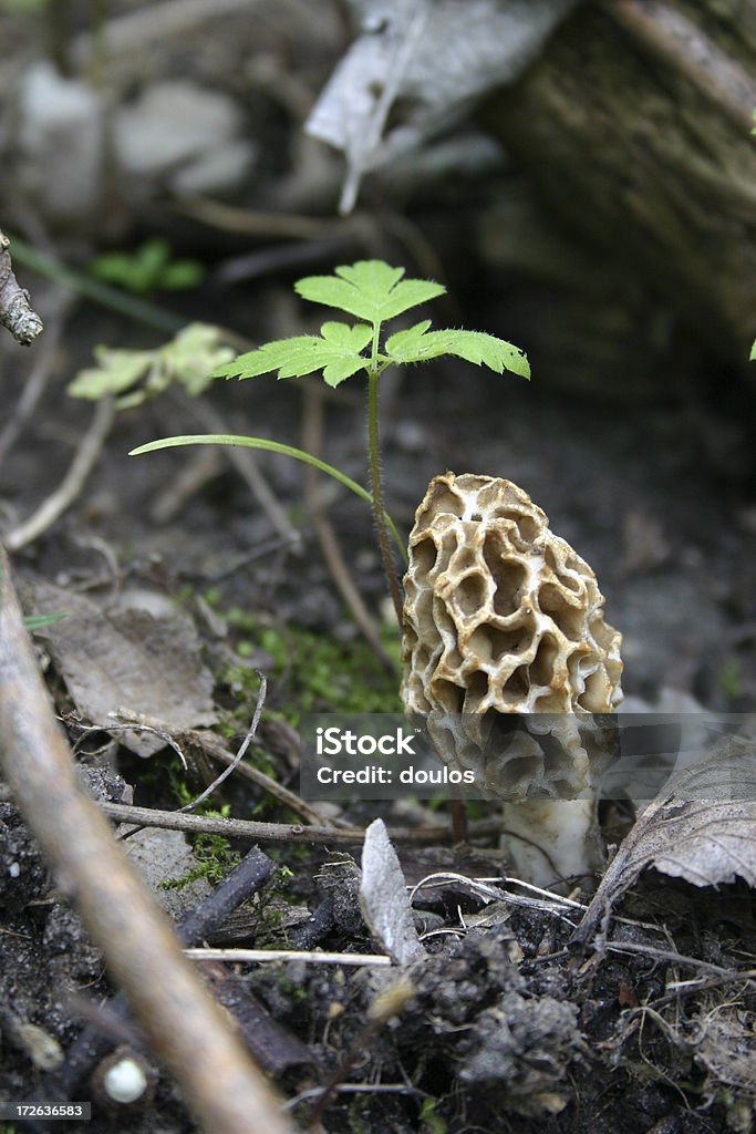 Cogumelo Morel - Royalty-free Cogumelo Foto de stock