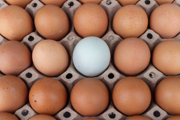 白い背景にアヒルの卵パネル - duck animal egg isolated bird ストックフォトと画像