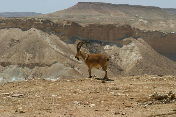 istock Ibex Negev Desert Israel 172636712