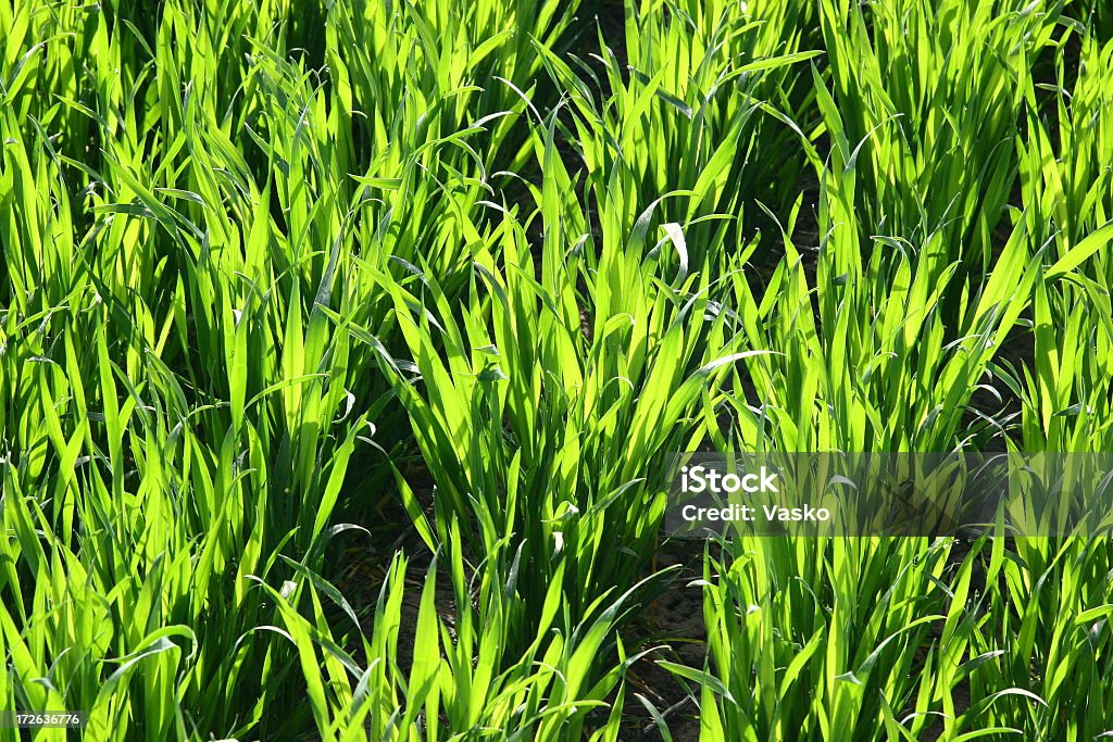 Farm-jovem culturas (trigo - Royalty-free Agricultura Foto de stock