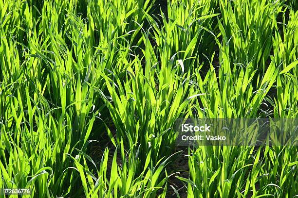 Farmjovem Culturas Trigo - Fotografias de stock e mais imagens de Agricultura - Agricultura, Andar, Ao Ar Livre