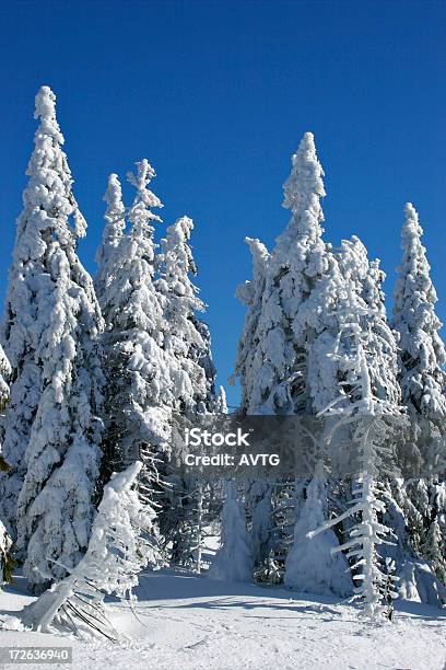 Invierno Foto de stock y más banco de imágenes de Abeto - Abeto, Abeto Picea, Aire libre