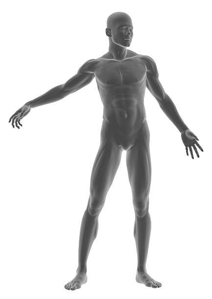 istock Human body of a man, standing 172637118