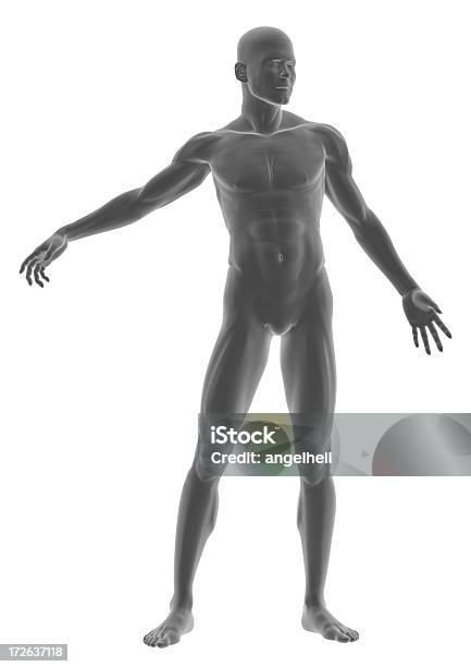 Corpo Humano De Um Homem De Pé - Fotografias de stock e mais imagens de Corpo humano - Corpo humano, Adulto, Anatomia