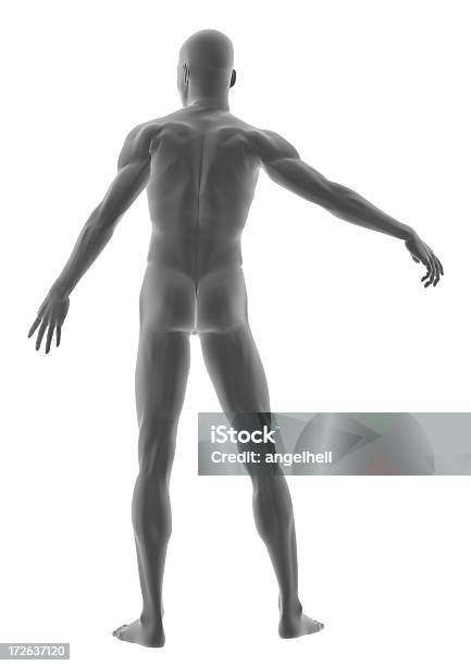 Menschlichen Körper Eines Mannes Stehend Stockfoto und mehr Bilder von Anatomie - Anatomie, Biologie, Deltamuskel