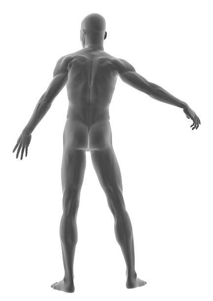 istock Human body of a man, standing 172637120