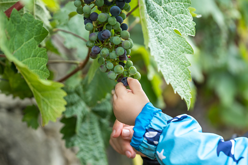 Close up of a child takes some grapes from a vineyard