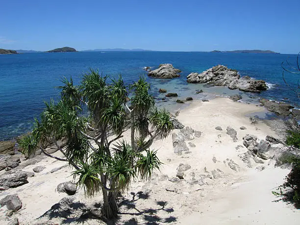 View of tree in foreground and beach and rocks on great keppel island australia