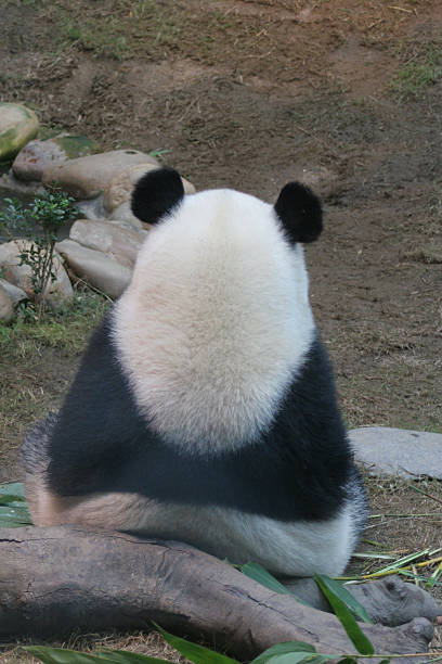 istock Panda And His Cute Ears 172637514