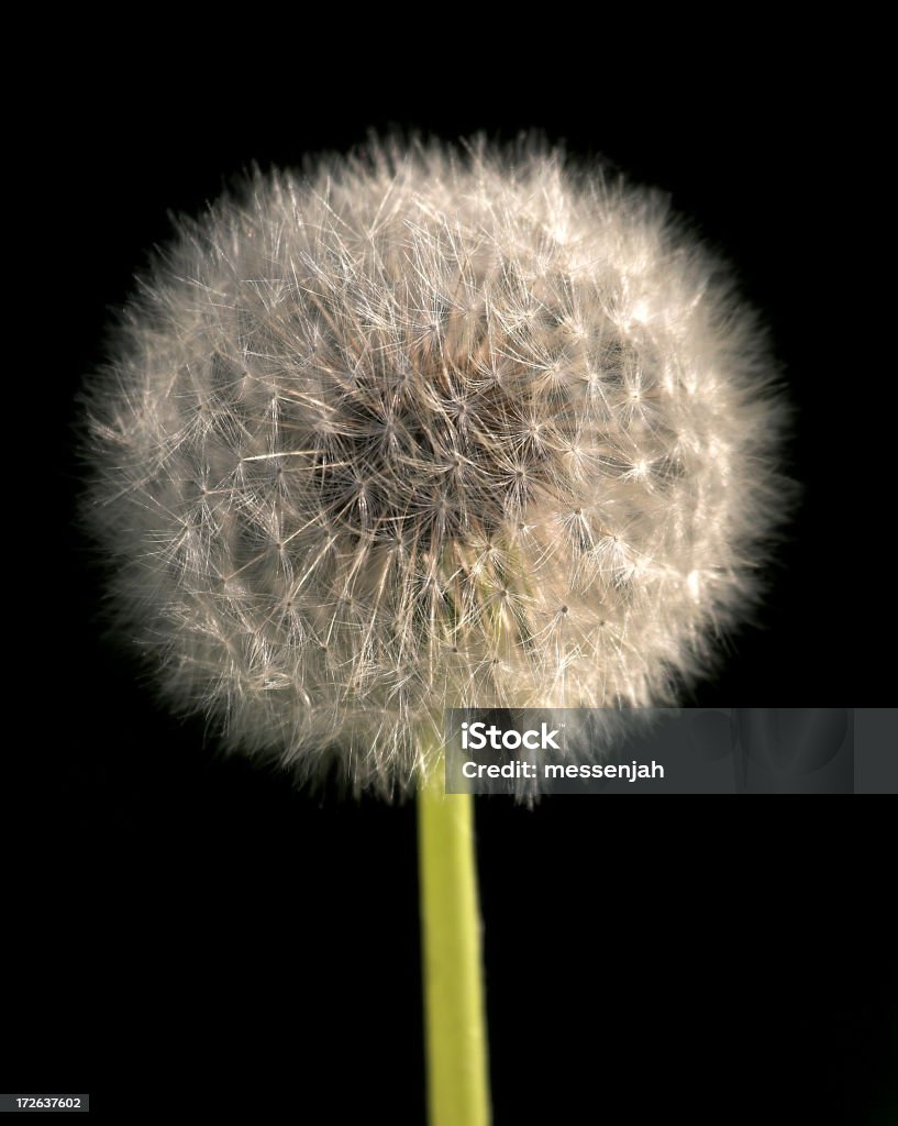 Diente de león - Foto de stock de Color negro libre de derechos