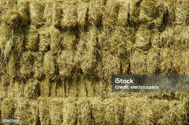 Lots Of Hay Stock Photo - Download Image Now - Bale, Storage Compartment, Storage Room