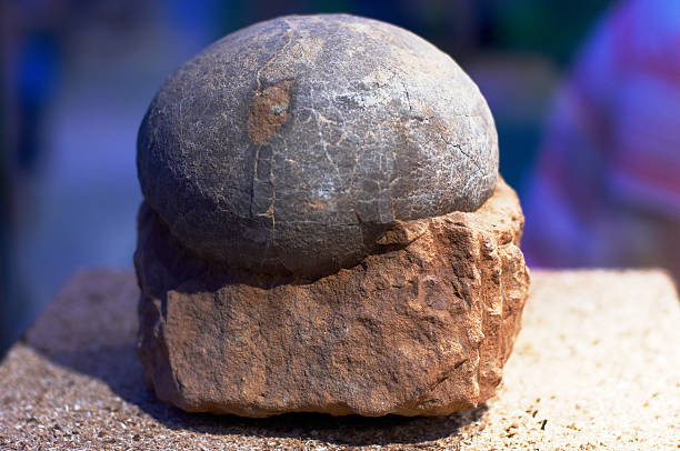 Dinosaur egg fossil in a rock on a table stock photo