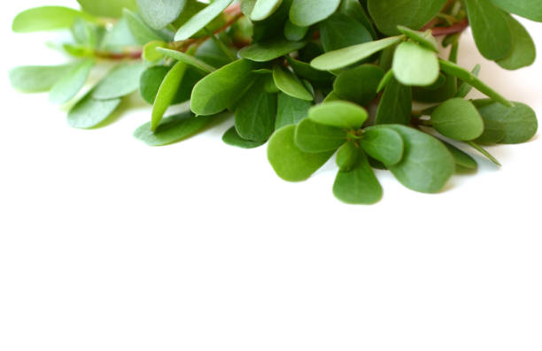 istock Verdolaga purslane vegetable 1726380354