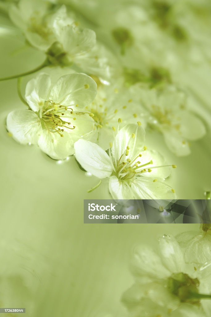 cherry blossom-verde de agua - Foto de stock de Balneario - Spa libre de derechos