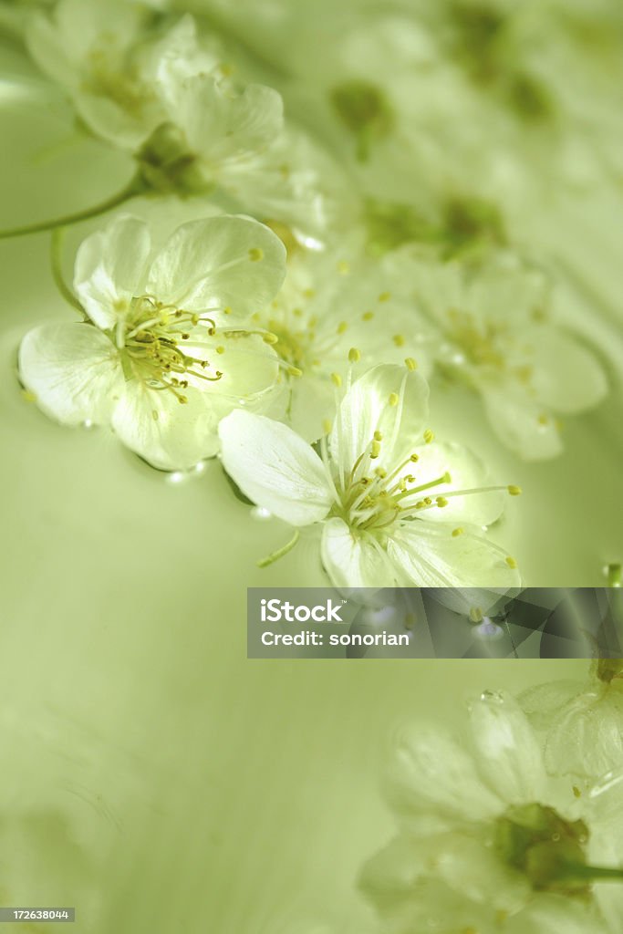 Fleur de cerisier-Vert eau - Photo de Arbre en fleurs libre de droits