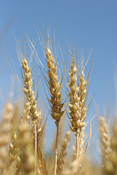 campo de trigo dorado - 04 - genetic research rural scene wheat photosynthesis fotografías e imágenes de stock