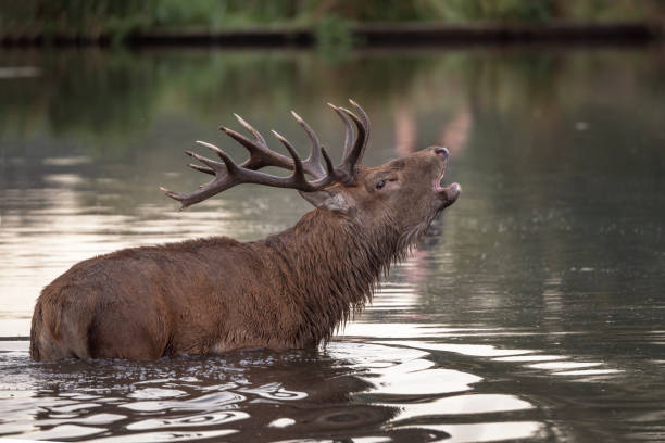 istock Red deer calling across the pond to a Hind he has spotted 1726380883