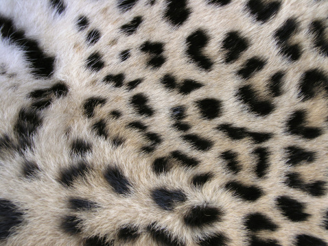 Leopard skin.