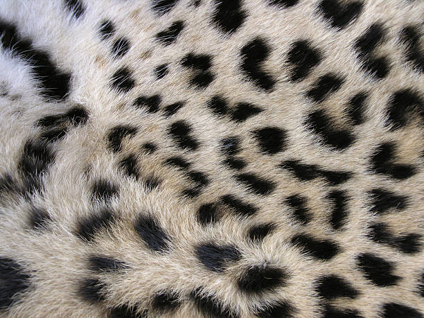 pele de leopardo - snow leopard imagens e fotografias de stock